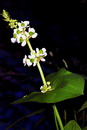 Sagittaria Latifolia